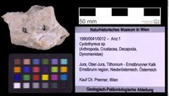 Foto (Objekt + Etiketten) von Cyclothyreus sp. (NHMW-GEO-1990-0041-0012)